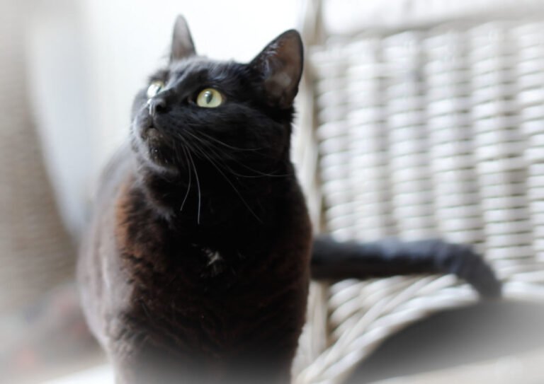 How Feral Cats Are Impacting Local Wildlife Around the World