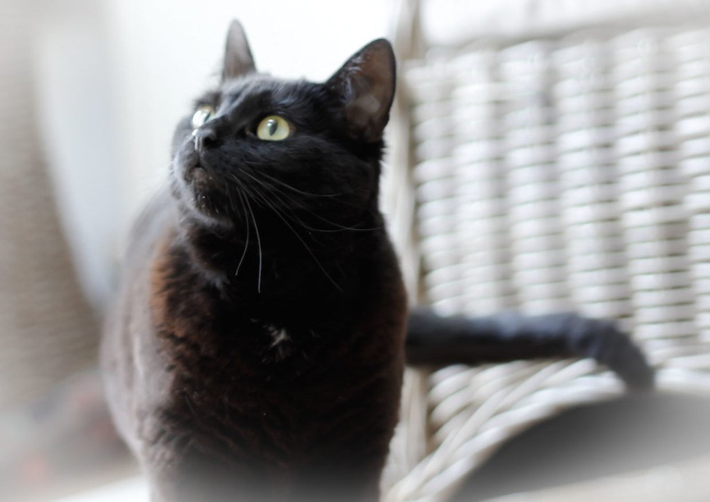 Cat ignoring
