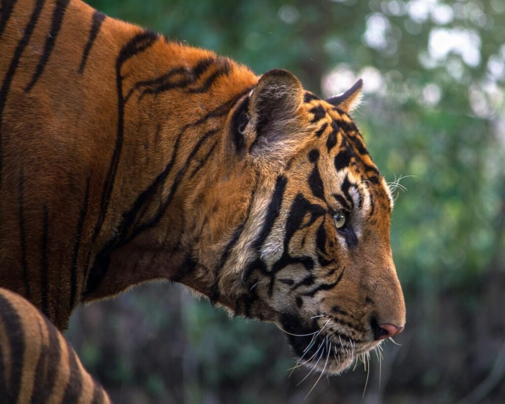 A detailed close-up of a Bengal tiger in the wild, showcasing its distinctive stripes and fierce expression.