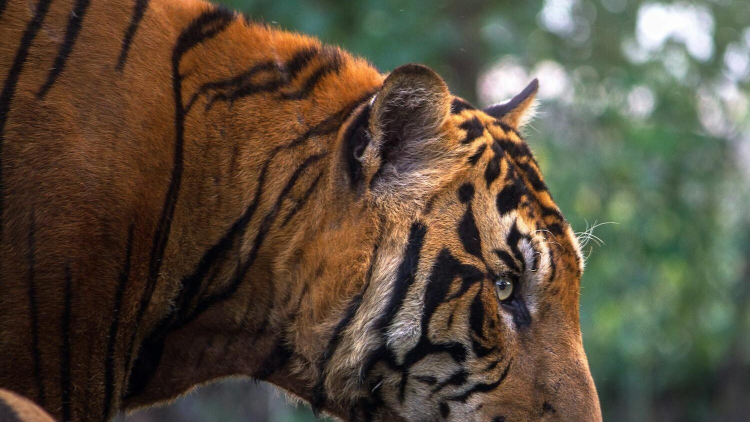 A close-up side profile of a tiger with striking orange fur and bold black stripes, standing in a lush, green natural environment.