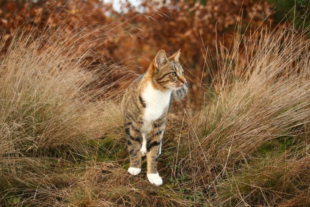 A cute tabby cat exploring dry grass in an autumn wilderness scene, showcasing nature's colors and feline grace.