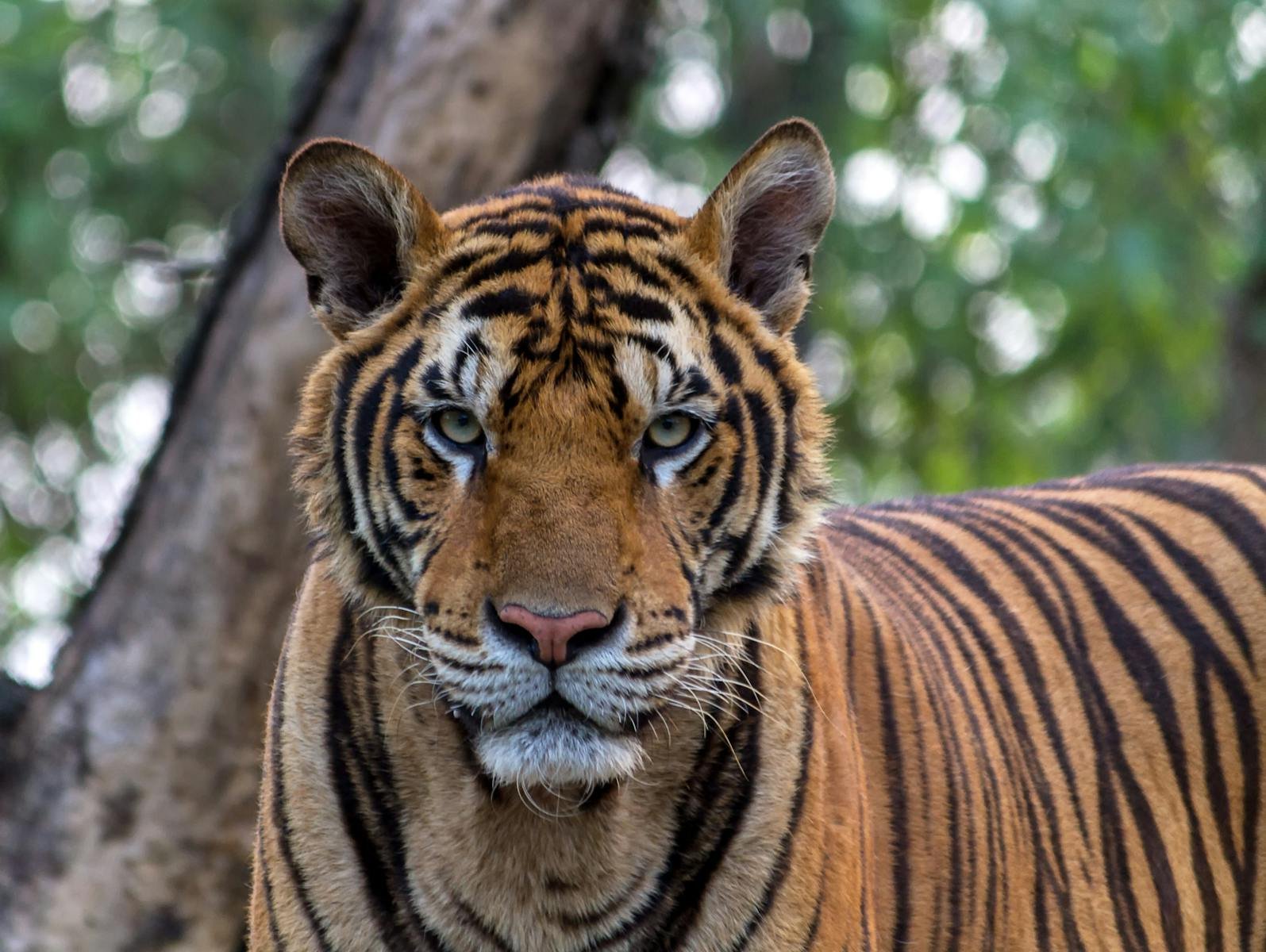 Tiger in mythology: Close-up of a Bengal tiger in the wild, showcasing its striking stripes and intense gaze.