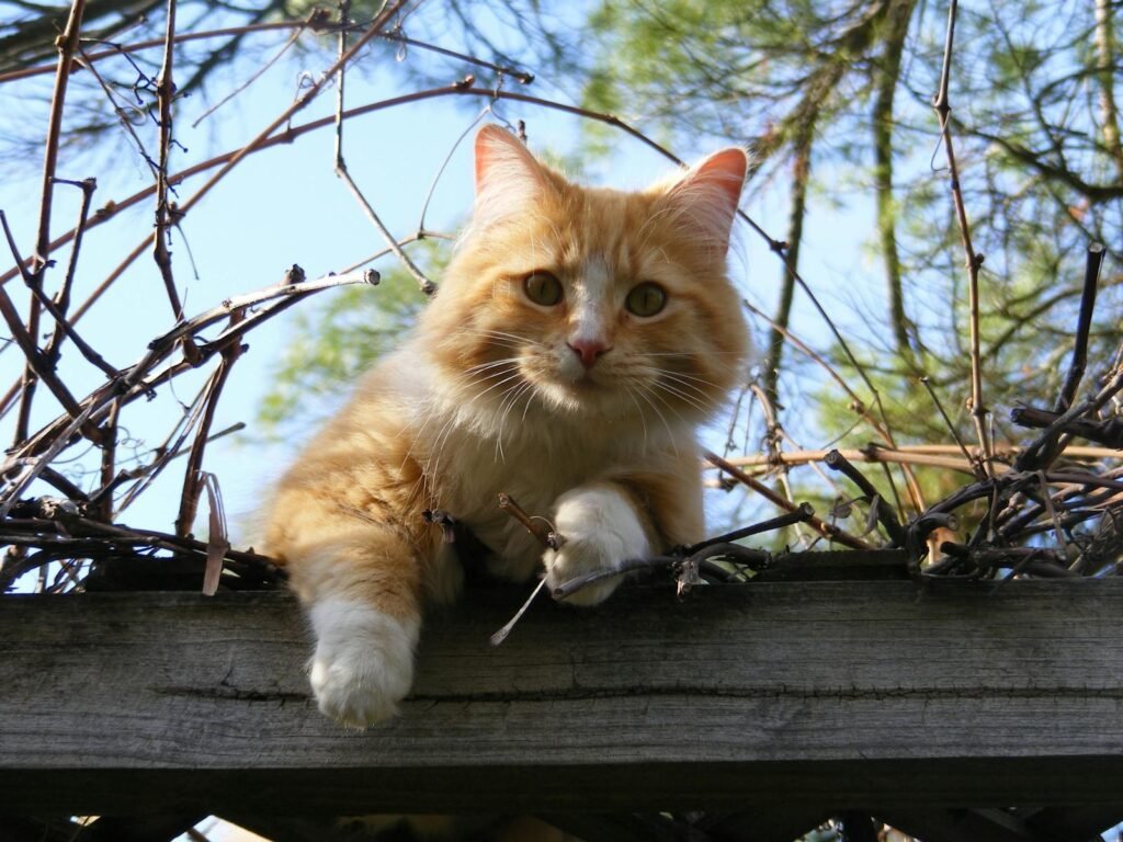 Brown tabby cat