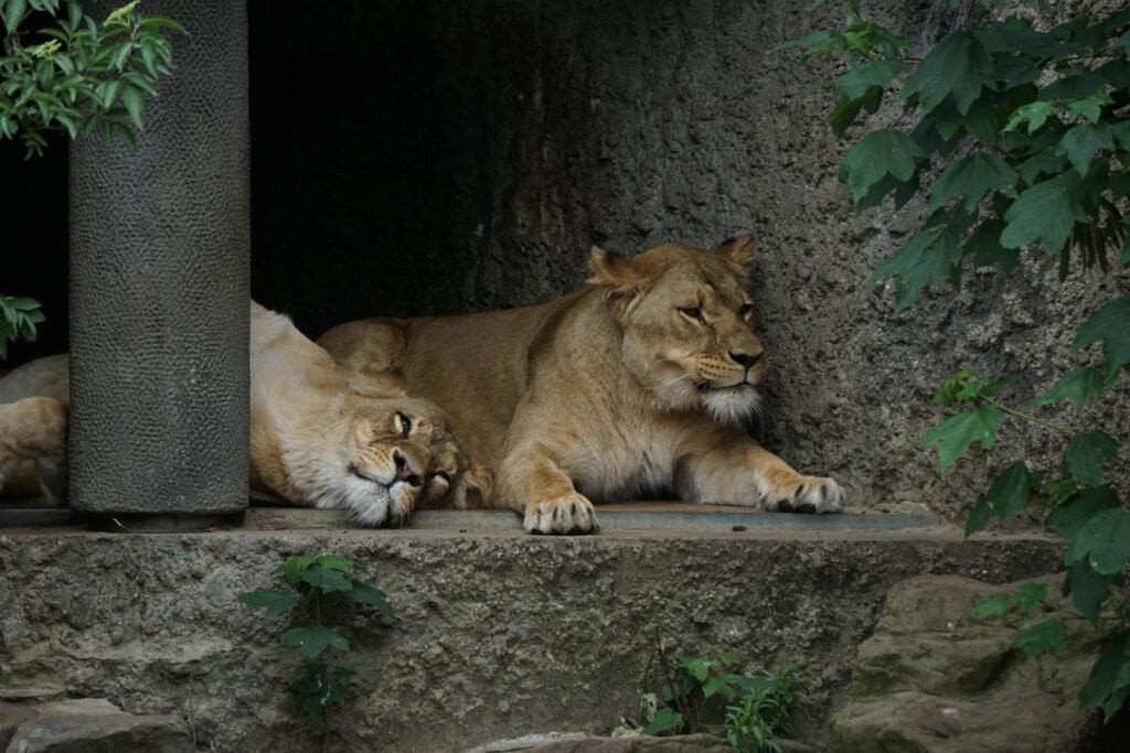 Two lionesses resting peacefully in a rocky outdoor enclosure.