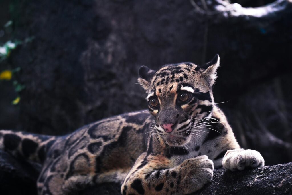 big cat Close-up of a clouded leopard (Neofelis nebulosa) resting on a tree in a forest setting.