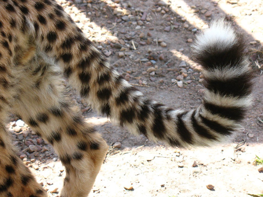 A close-up of a cheetah’s striped tail, which plays a crucial role in balance and steering during high-speed chases.