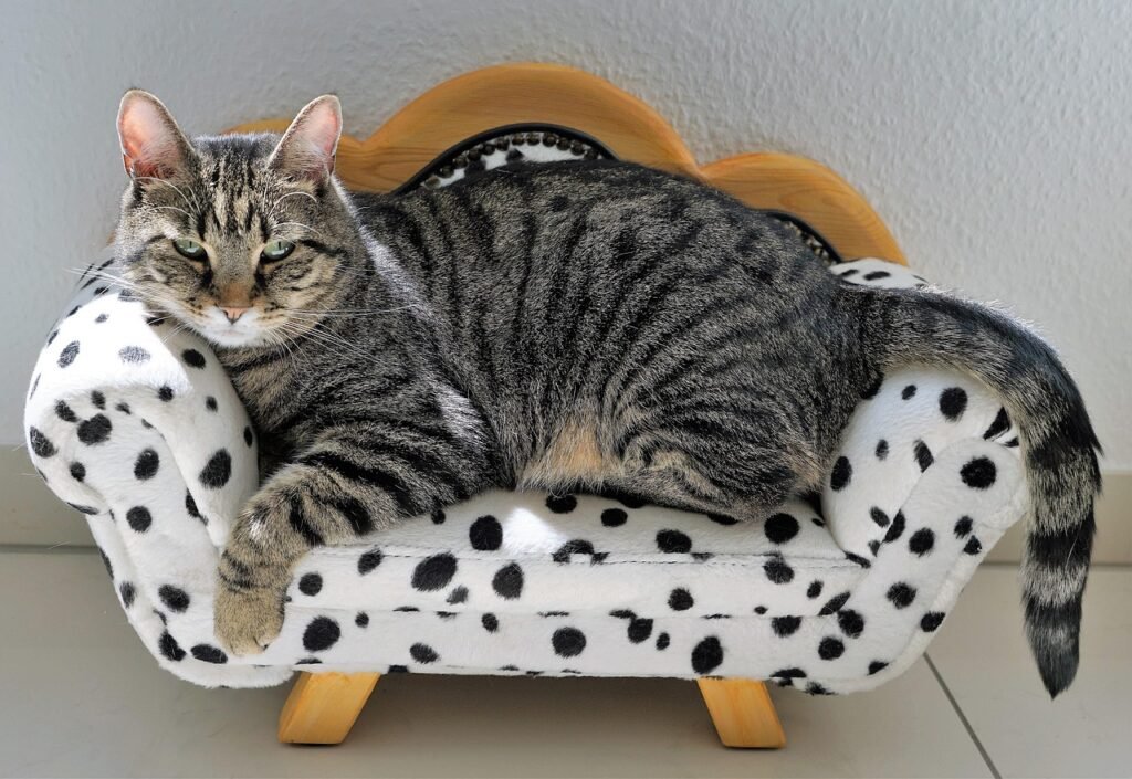cat, tiger, sofa, dalmatian, dog, furniture, happy mothers day, couch, burnout, animal, big cat, predator, cute, wildlife, domestic cat, cat face, young cat, kitten, cat eyes, red, playful, fur, mackerel, graceful, puss, lurk, dangerous, sleep, carnivores, close up, vacations, vacation, carefree, happy, comfortable, relaxation, hypnosis, manicure, pedicure, service, pampering, splendid, happiness, pleasure, paradise, cub, wild animal, nature, comfort, bquemlichkeit, no matter, pet, serenity, fun, spa, international womens day, beauty, cat, cat, tiger, sofa, sofa, sofa, sofa, sofa, couch, couch, comfortable, manicure, comfort, comfort, spa