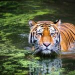 The Role of Big Cats in Ecosystem Balance and Conservation Efforts