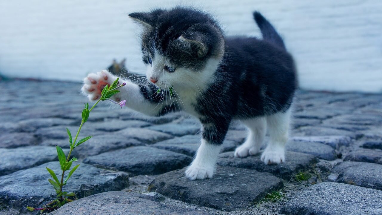 A small black and white kitten standing on a cobblestone path playfully reaching out to touch a plant.