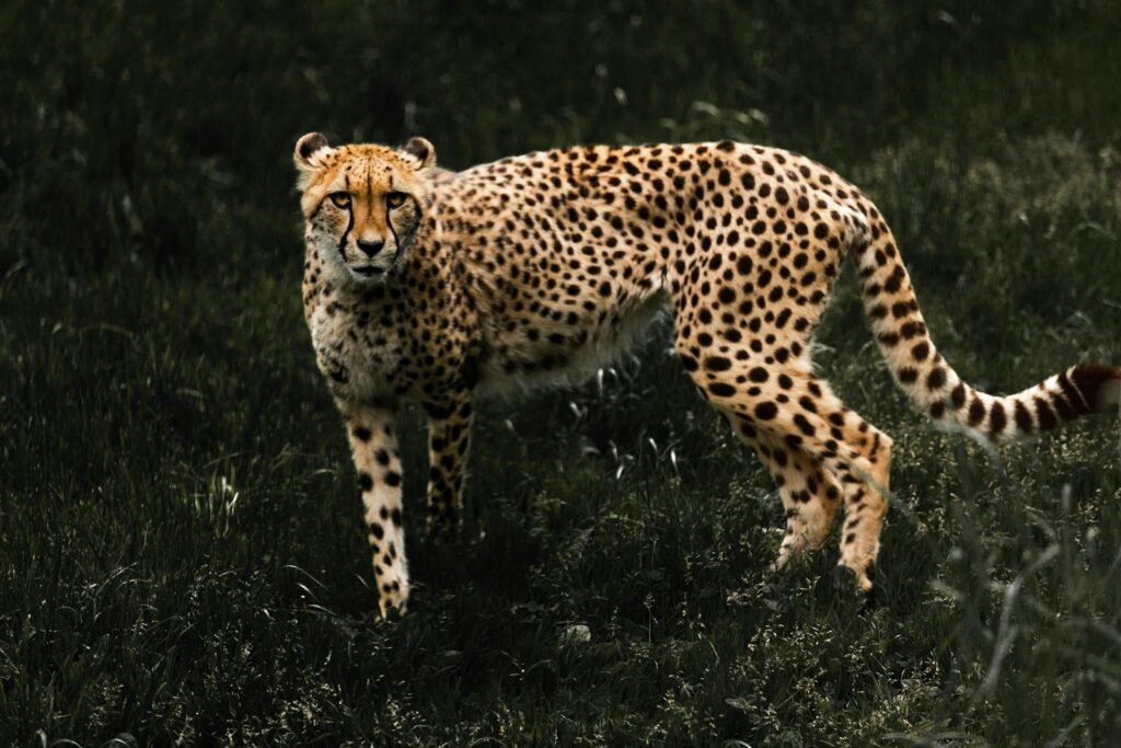 How Cheetahs Use Speed to Outsmart Their Prey