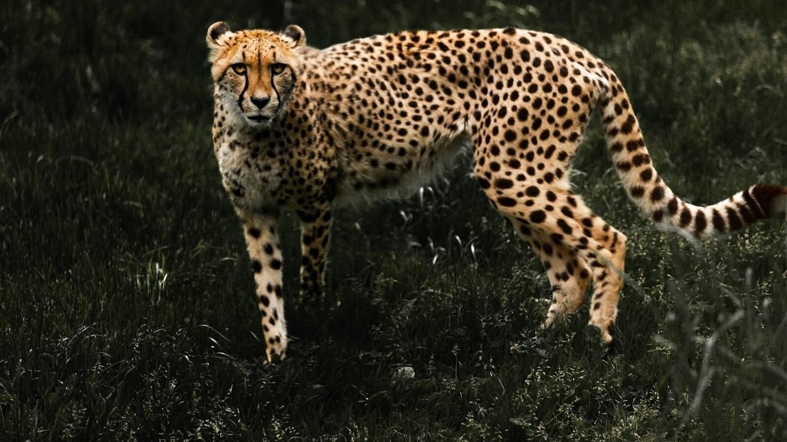 A cheetah standing alert in a grassy field, its spotted coat blending beautifully with the dark greenery, embodying speed and grace in the wild.