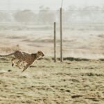 A cheetah sprints across a fenced area, showcasing its title as the fastest land animal.