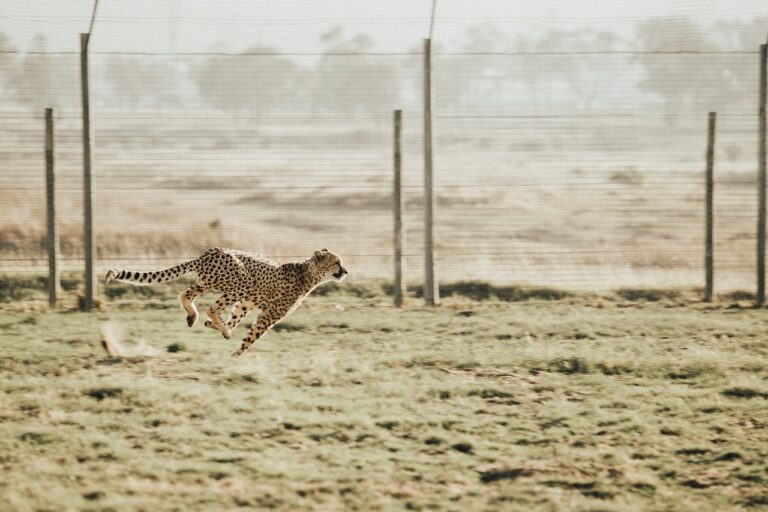 A cheetah sprints across a fenced area, showcasing its title as the fastest land animal.