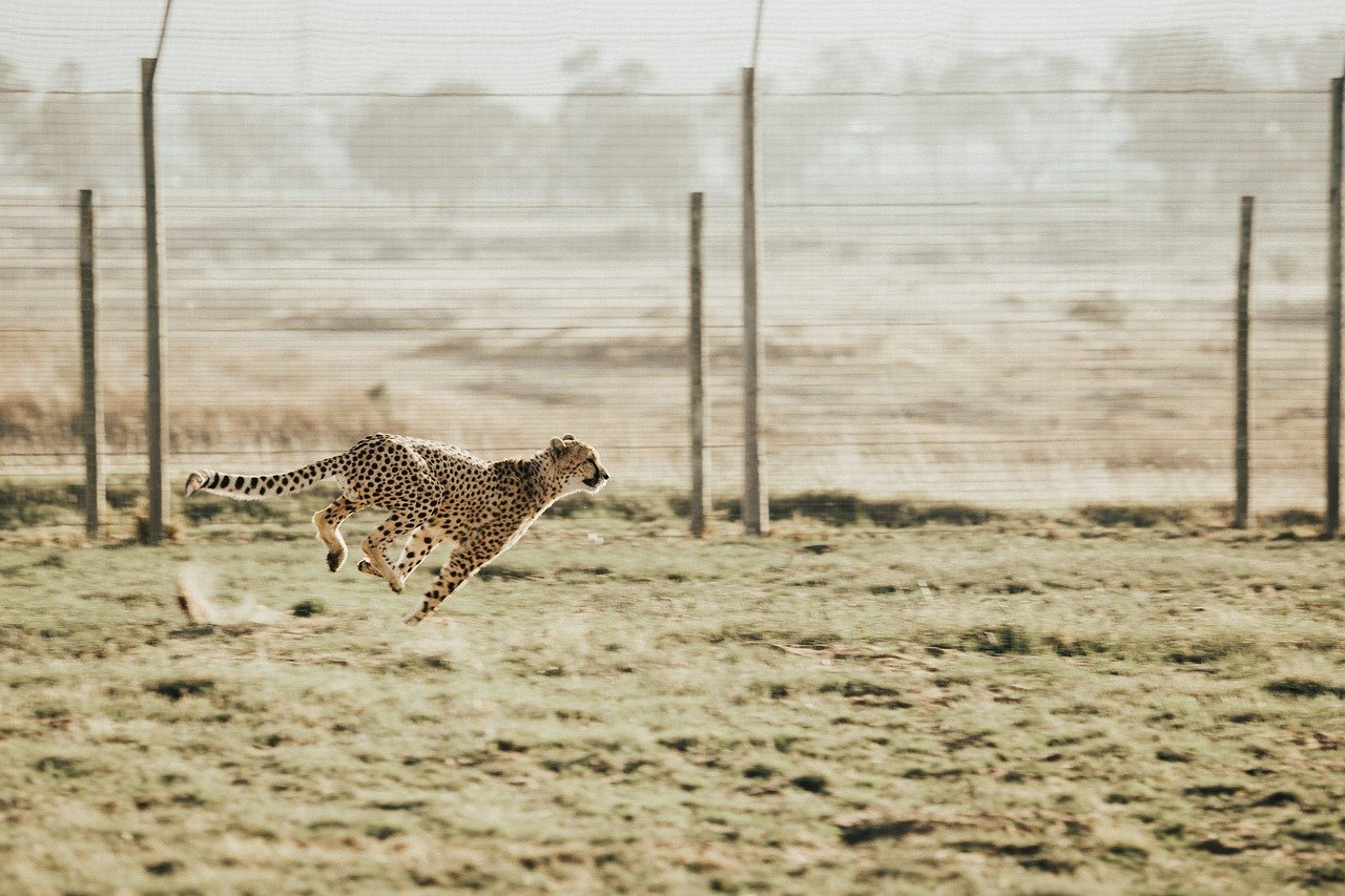 A cheetah sprints across a fenced area, showcasing its title as the fastest land animal.
