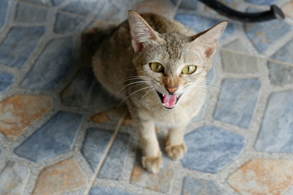 Domestic Cats High angle view of a domestic cat hissing while sitting on a tiled floor indoors.