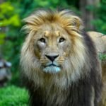 big cat Close-up of a male lion with a majestic mane in a lush, green outdoor setting.