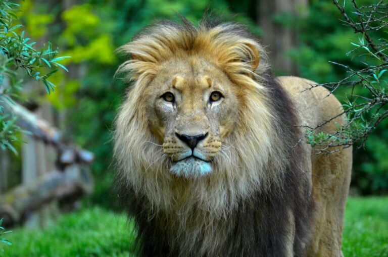 big cat Close-up of a male lion with a majestic mane in a lush, green outdoor setting.