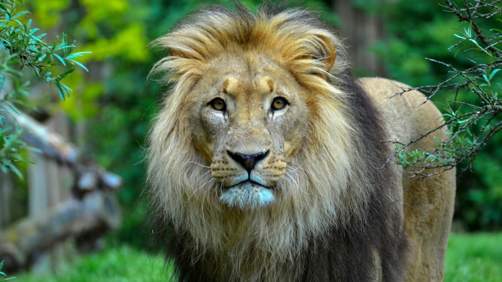 A majestic male lion with a thick golden mane stands in a lush green environment, exuding strength, dominance, and regal presence.