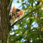 Charming kitten climbing a tree on a sunny day, surrounded by green leaves.