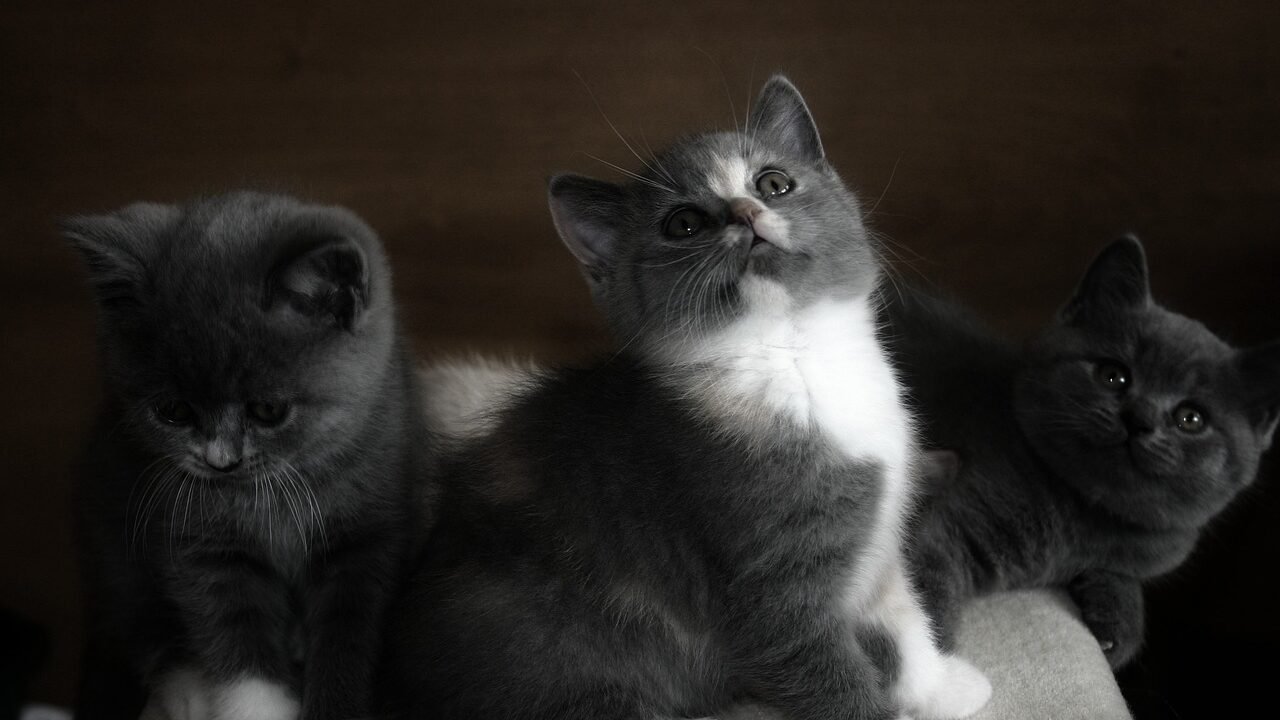 A small gray and white kitten looking up while sitting next to another kitten in a cozy setting