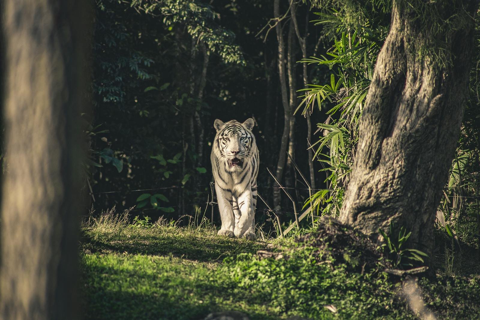 Tiger in mythology: A striking white tiger emerges from the shadowy jungle, highlighting its powerful presence in the wild.