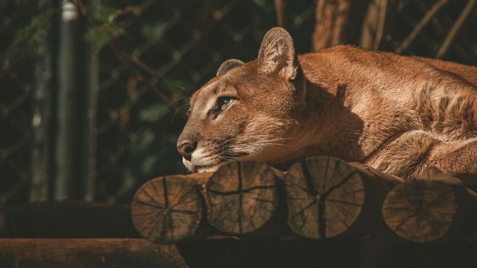A puma resting on a stack of wooden logs, its intense gaze focused in the distance, illuminated by warm sunlight in a natural habitat.