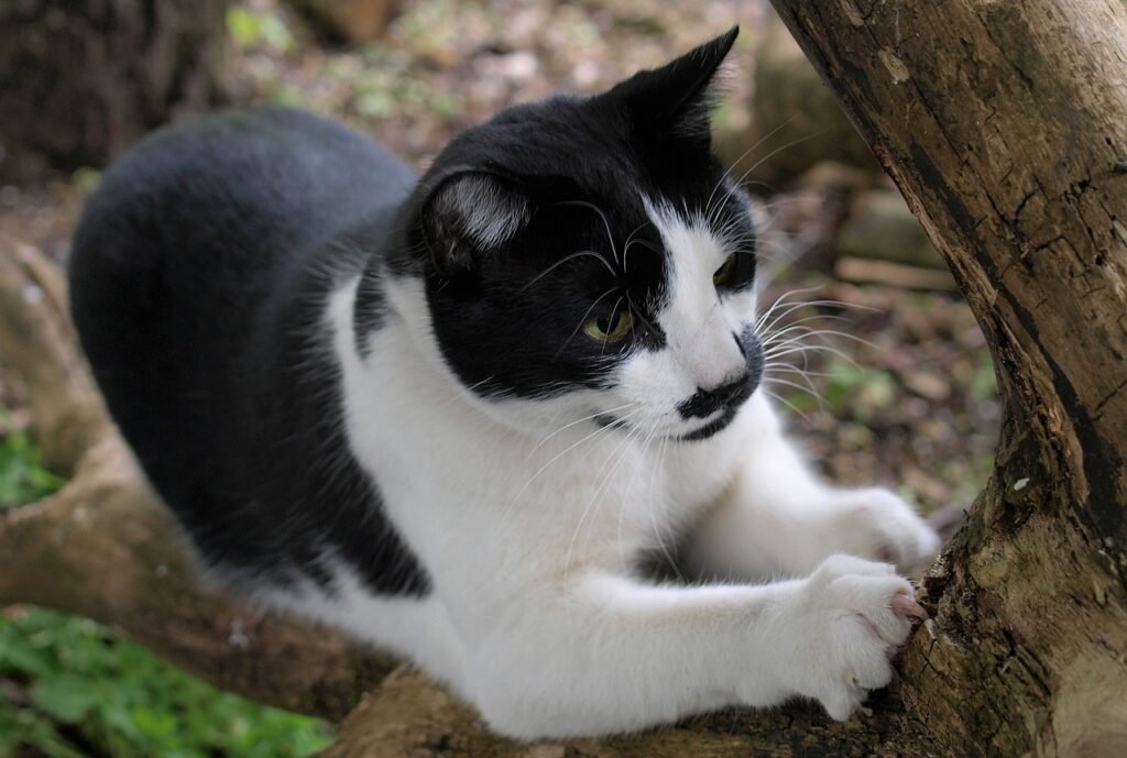 Domestic Cats cat, animal, pet, nature, scratching