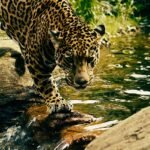 8 Big Cat Species That Have Unique Hunting Strategies