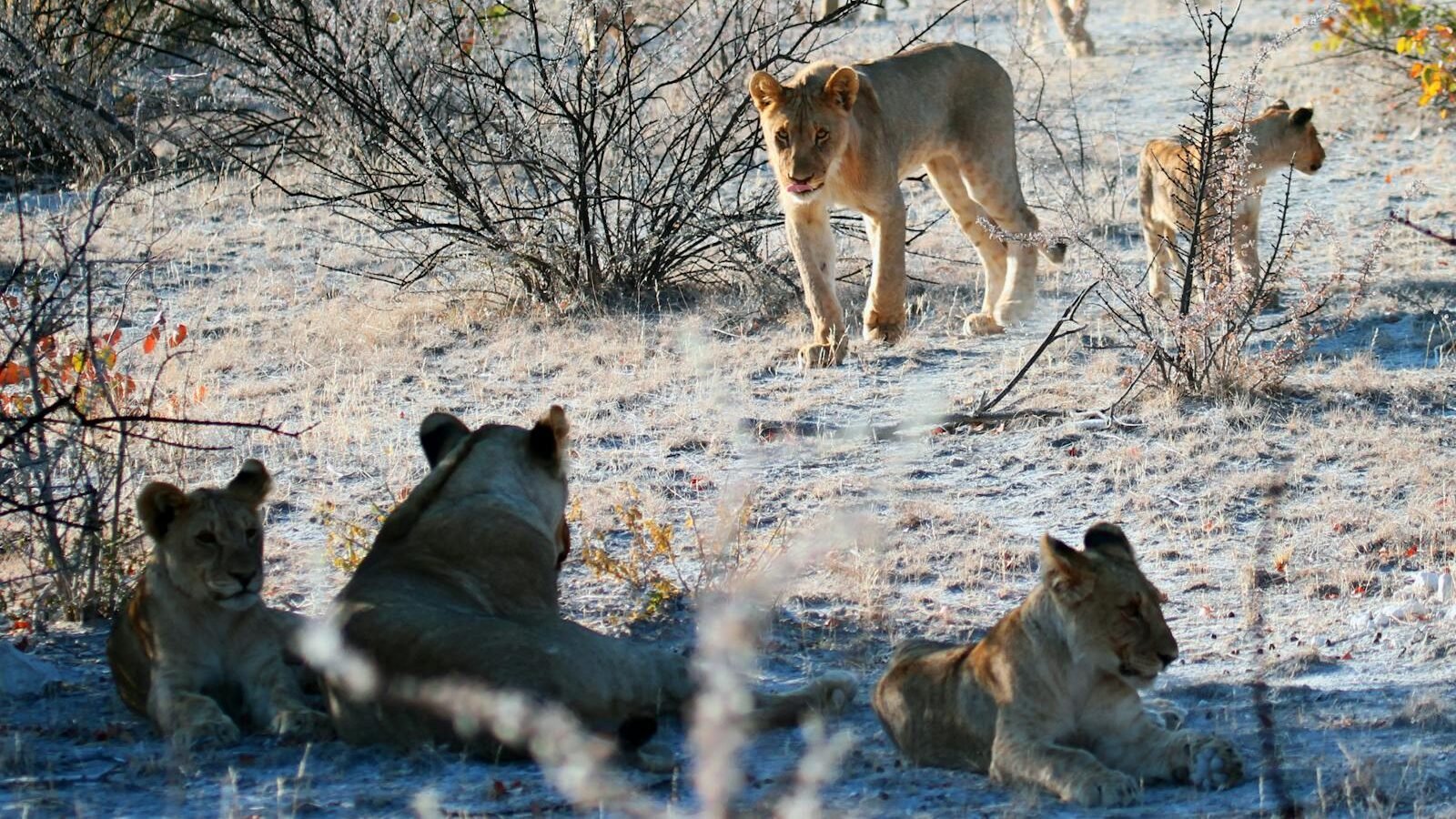 A group of lions in the wild some lying down while others are walking through a dry, sparse landscape under a clear sky
