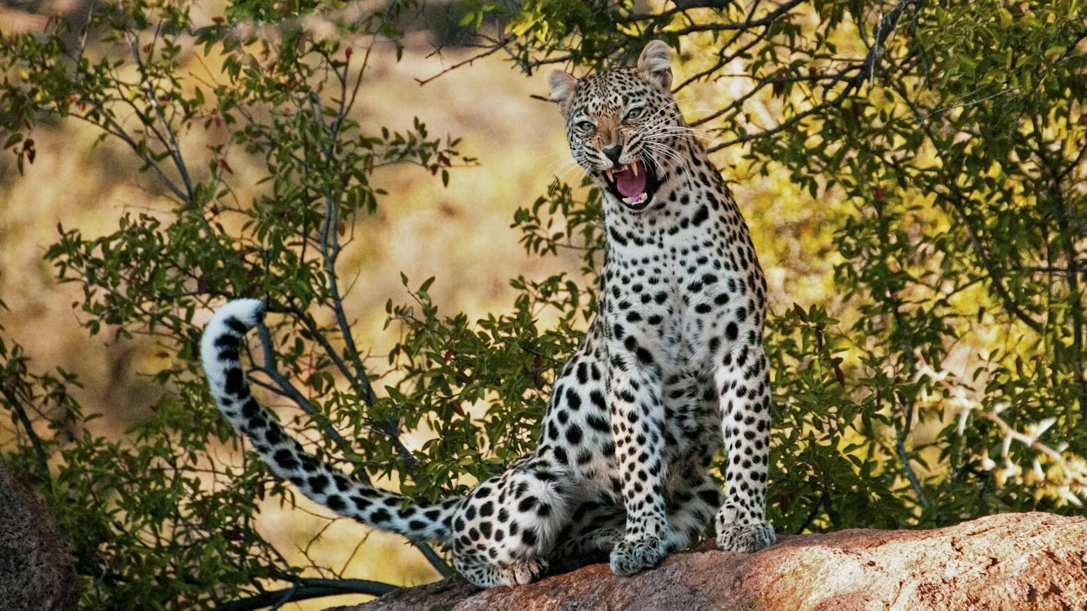 A vigilant leopard sits on a rocky outcrop, its eyes sharp and focused, displaying patience and precision while scanning for prey.