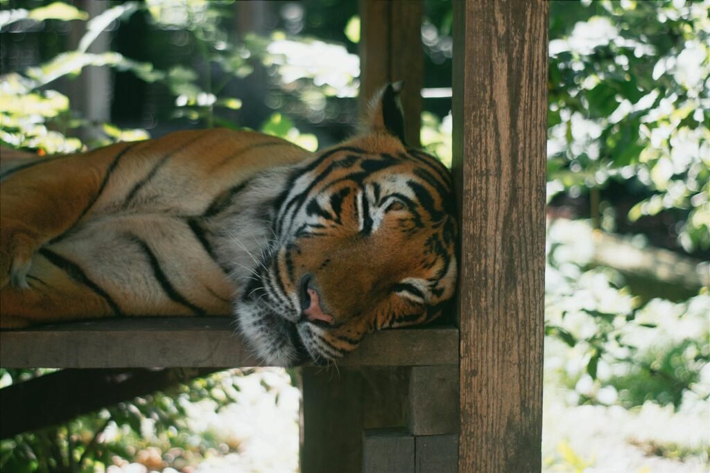amazon rainforest: A peaceful tiger rests on a wooden platform surrounded by lush greenery in a Hungarian zoo.