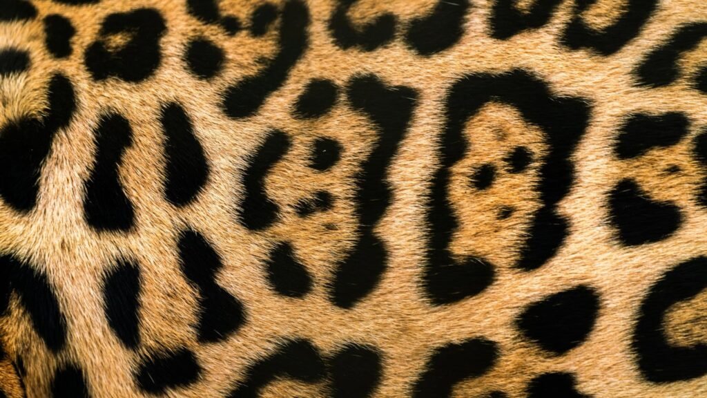 Detailed close-up of a leopard's fur highlighting the unique spots and patterns.