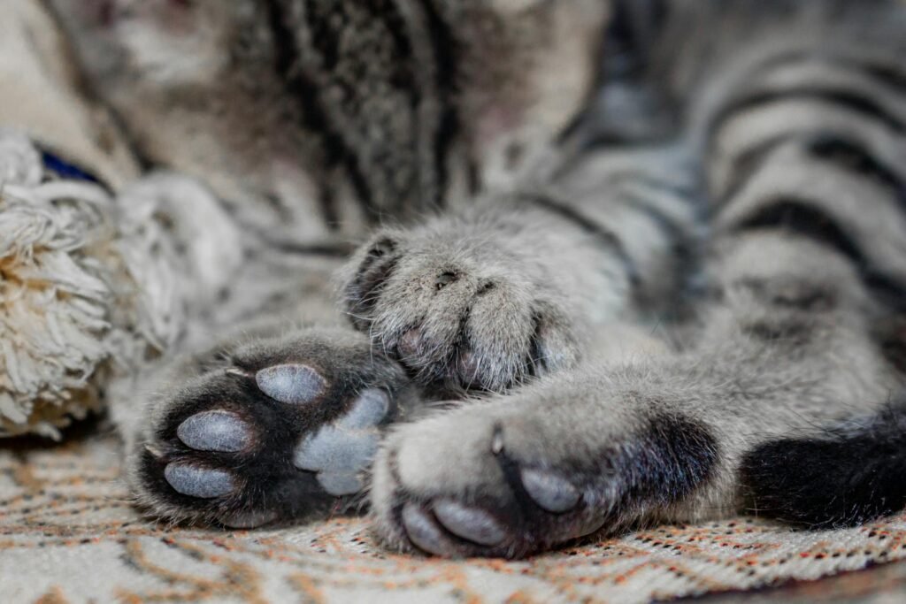 Close-up view of a tabby cat's furry paws lying down on a textured carpet with selective focus.
