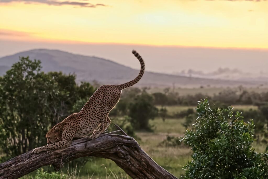 Cheetah gracefully stretching on a tree at sunset in Kenya's savannah.