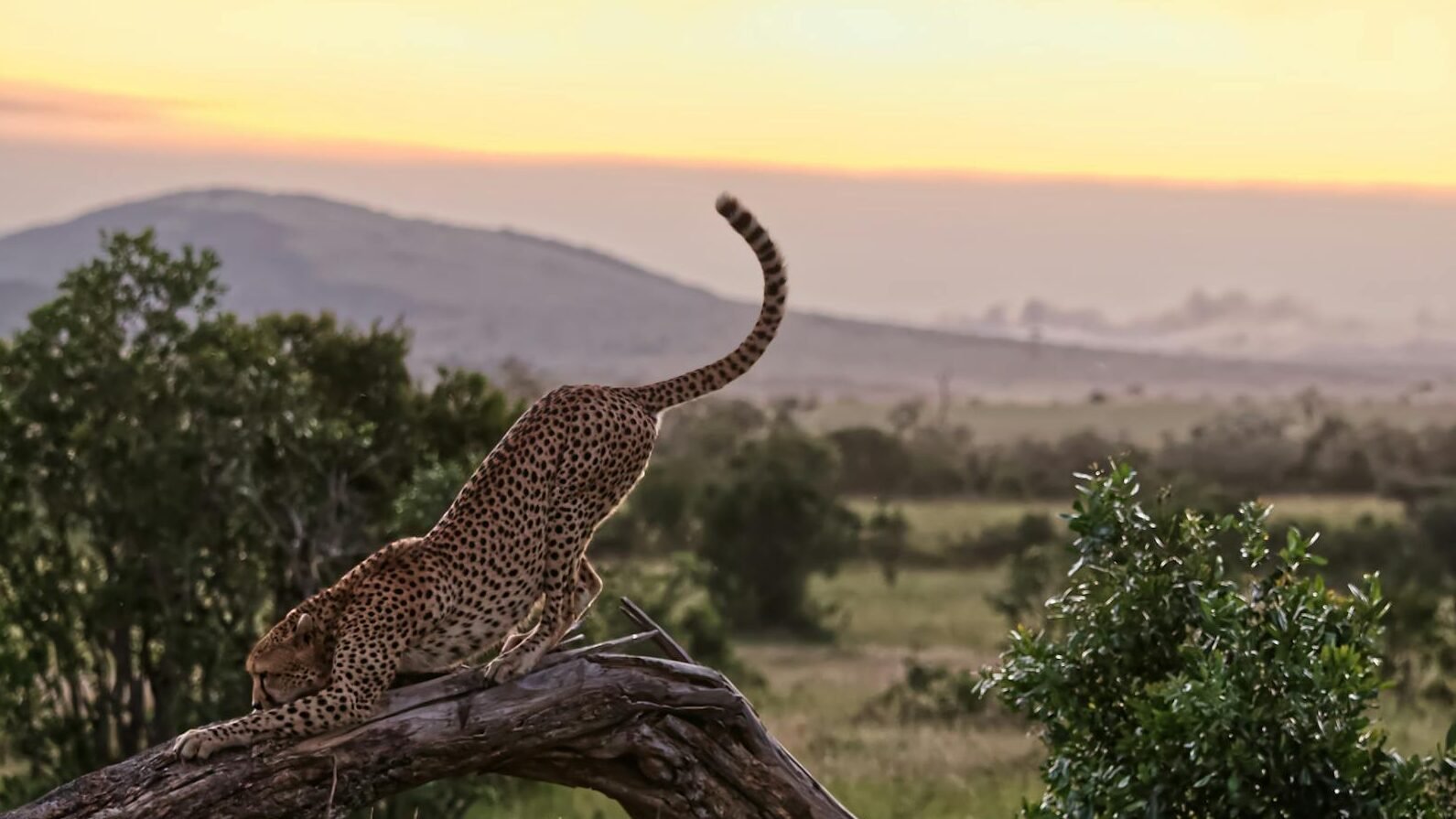 Cheetah gracefully stretching on a tree at sunset in Kenya's savannah.