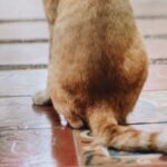 A ginger cat standing with its back to the camera, its tail resting loosely behind it in a relaxed position.