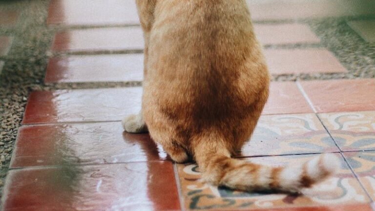 A ginger cat standing with its back to the camera, its tail resting loosely behind it in a relaxed position.