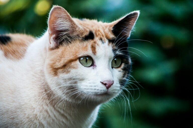 A close-up of a calico cat with green eyes, looking intently to the side against a blurred natural background.