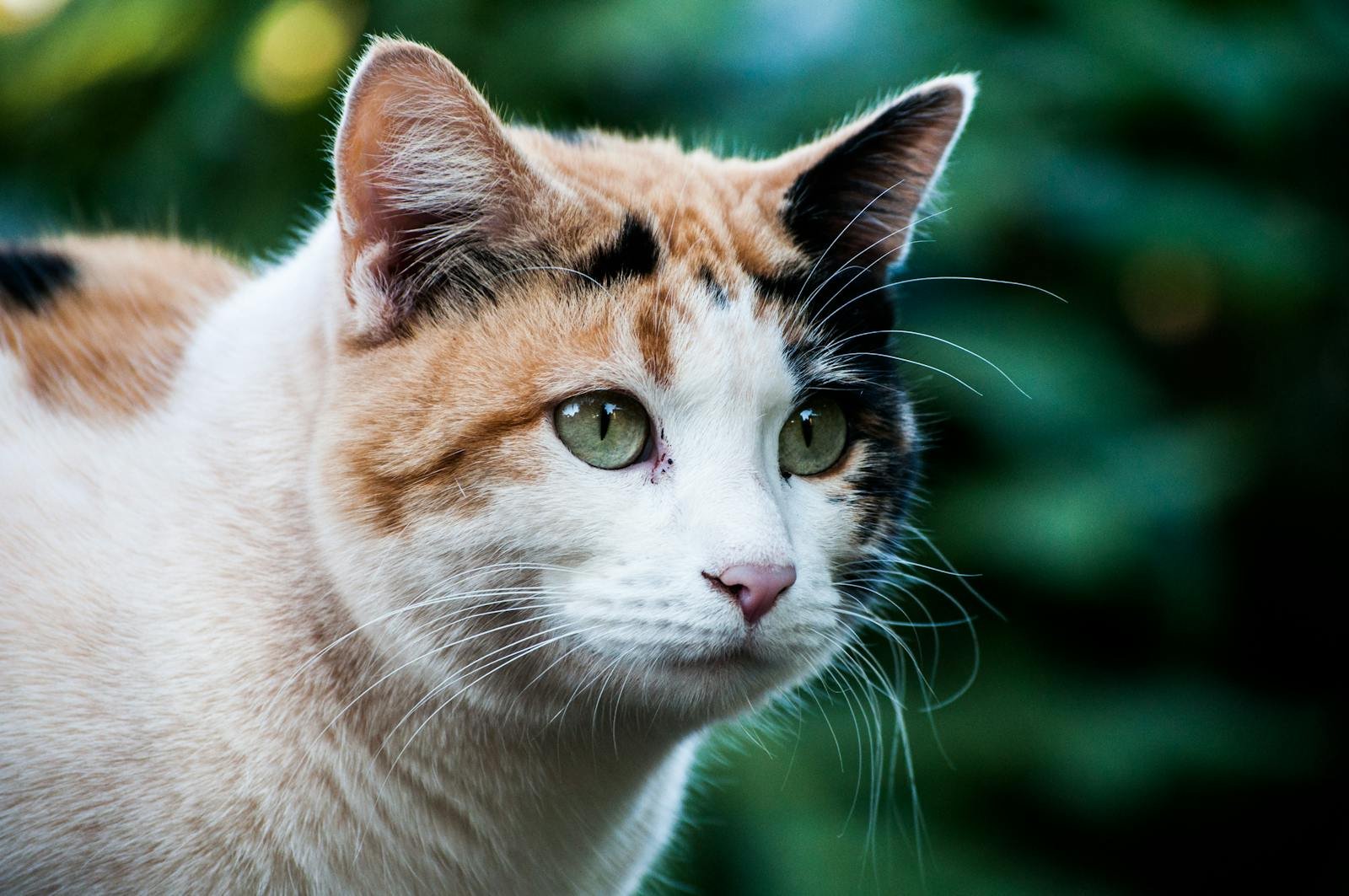 A close-up of a calico cat with green eyes, looking intently to the side against a blurred natural background.