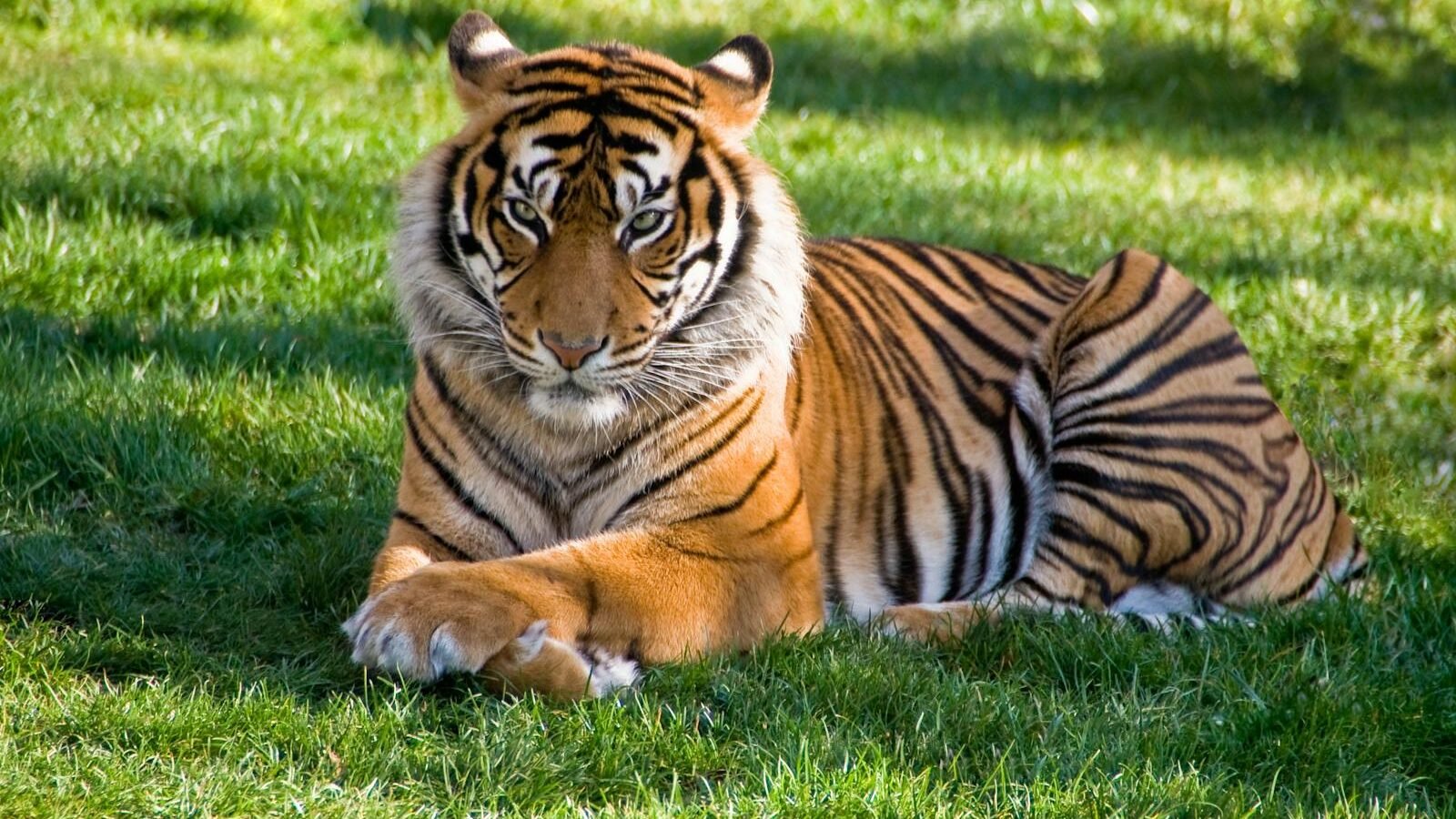A majestic Bengal tiger with bold black stripes and a vibrant orange coat rests gracefully on lush green grass, exuding power and elegance.