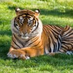 A regal Bengal tiger lies calmly on lush grass, showcasing its fierce majesty.