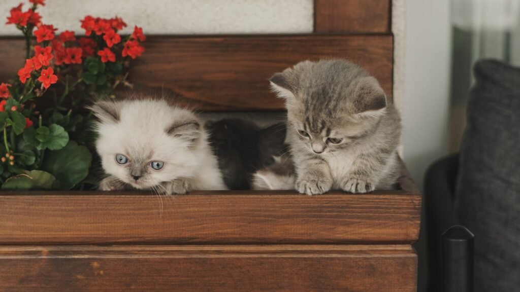 cat building: Two cute kittens lounging on a wooden bench beside vibrant red flowers. Perfect for pet lovers.