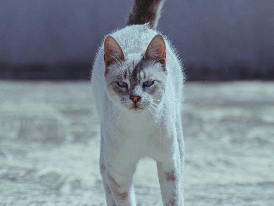 White cat with gray markings confidently walking forward on a sandy surface, tail upright and gaze focused.