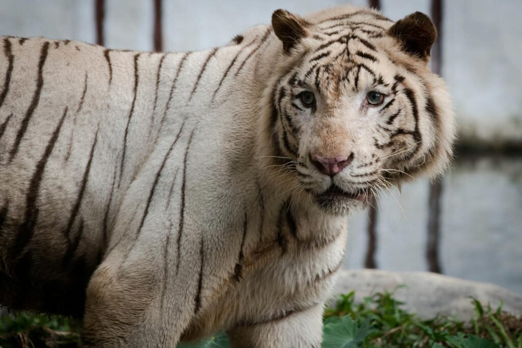 Myths About Big Cats Captivating photograph of a white Bengal tiger showcasing its striking stripes and powerful gaze.