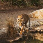 A majestic tiger walks near a water body, showcasing its stripes and powerful presence.