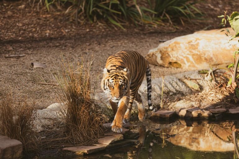 A majestic tiger walks near a water body, showcasing its stripes and powerful presence.