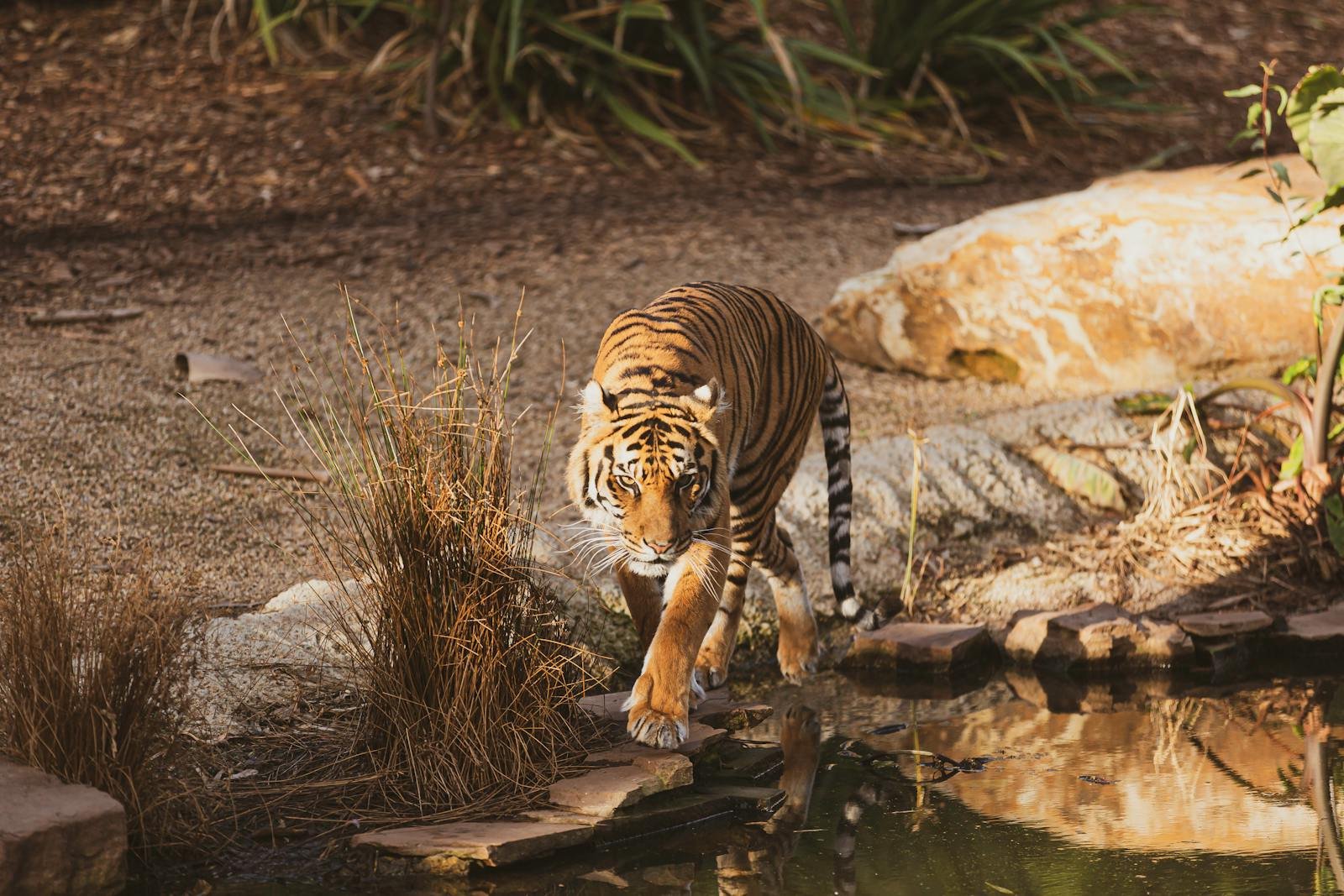 A majestic tiger walks near a water body, showcasing its stripes and powerful presence.
