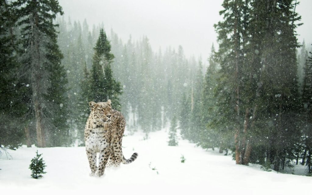 harsh environment: Snow leopard walking through a snowy evergreen forest in winter season.