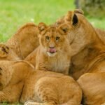 A lion family lounging together on grassy terrain, showcasing wildlife harmony.