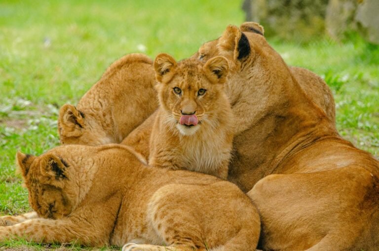 A lion family lounging together on grassy terrain, showcasing wildlife harmony.